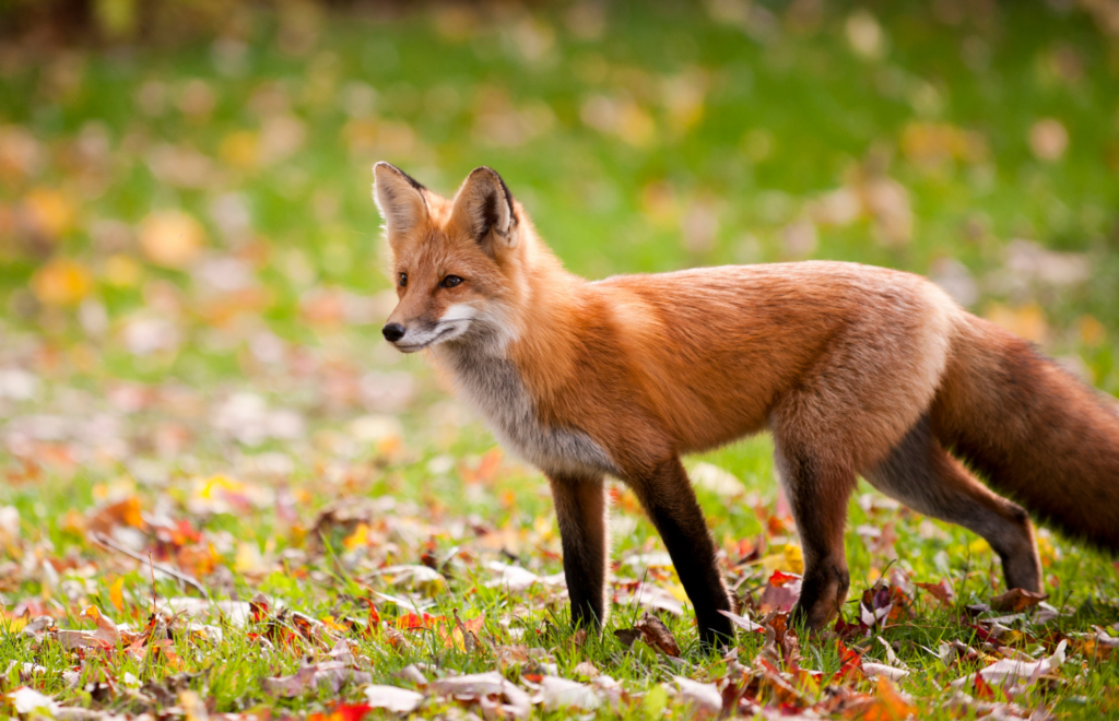 Red Fox