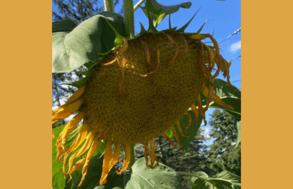 sunflower